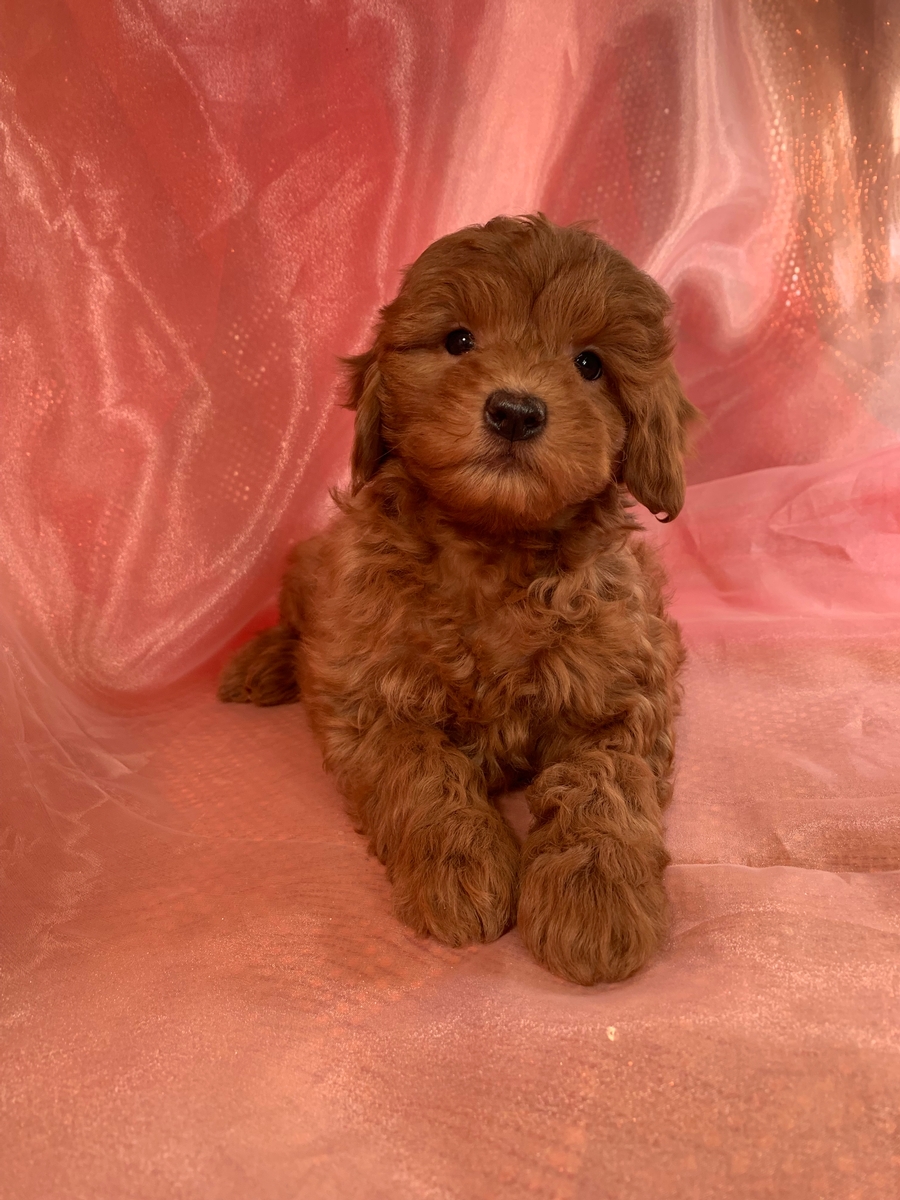 Dark Red F1b Female Mini Goldendoodle Puppy, DOB 10-14-2021, $1800